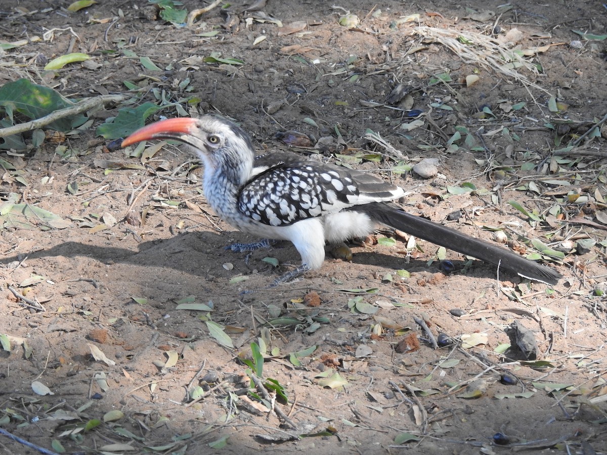 Southern Red-billed Hornbill - Alex Rogers