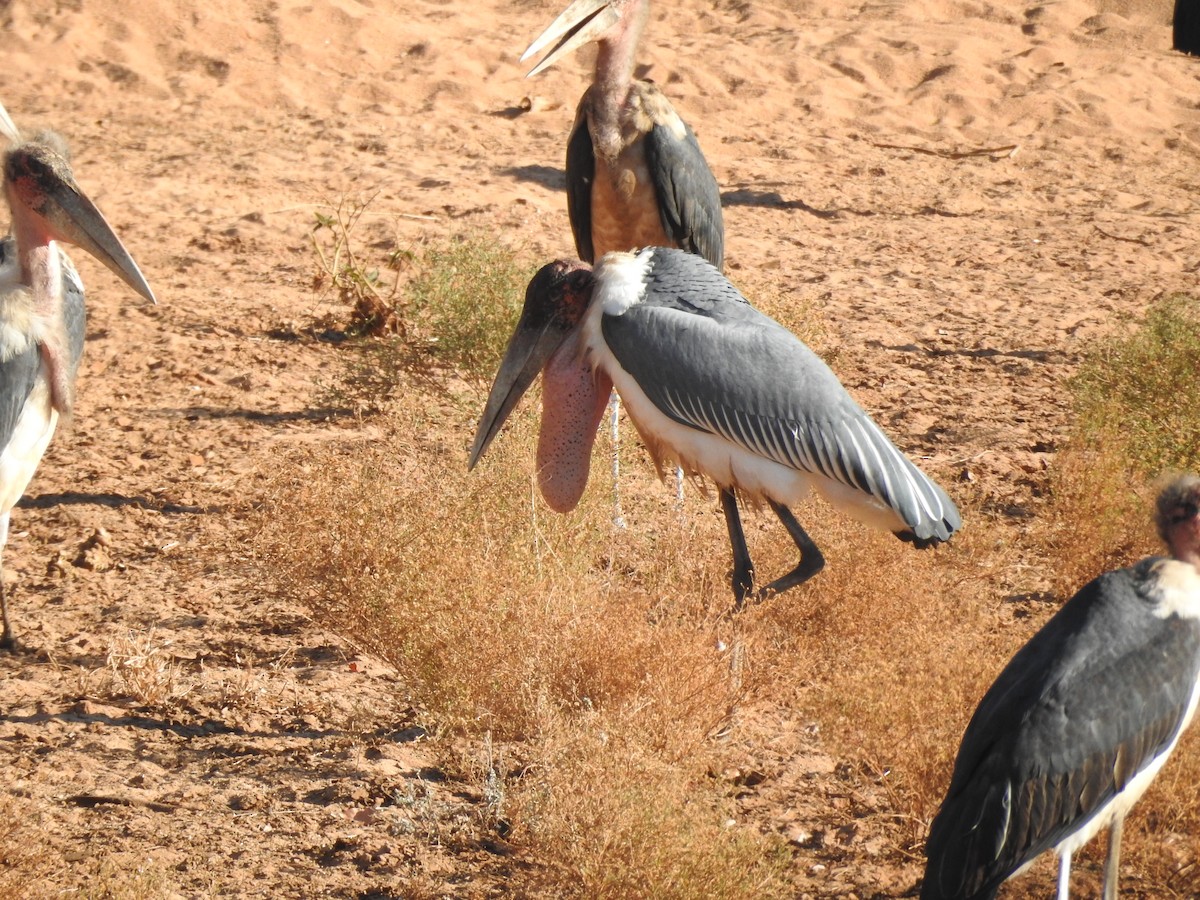 Marabou Stork - ML171216741