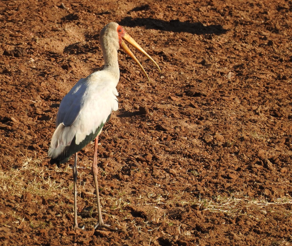 Tantale ibis - ML171216781