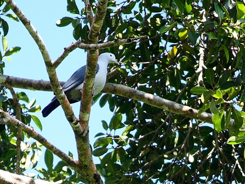 Nicobar Imperial-Pigeon