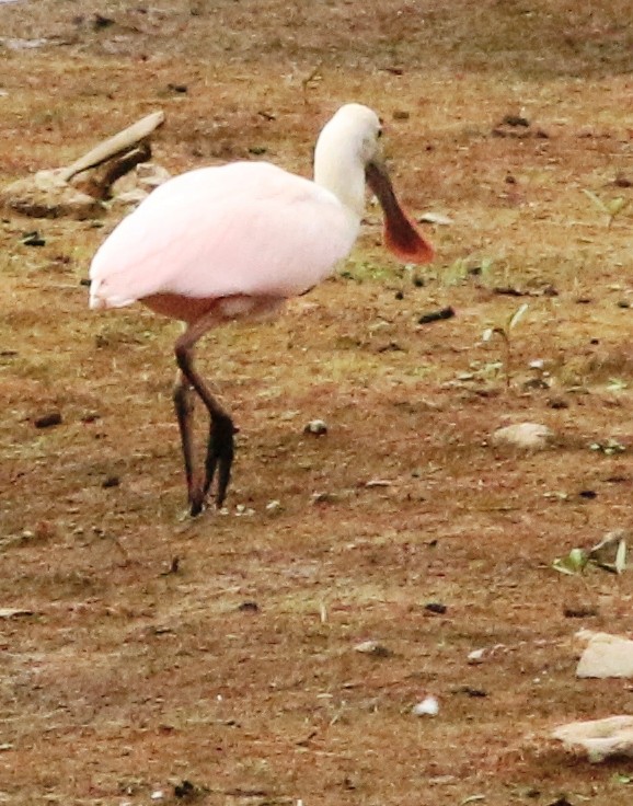 Roseate Spoonbill - ML171217781