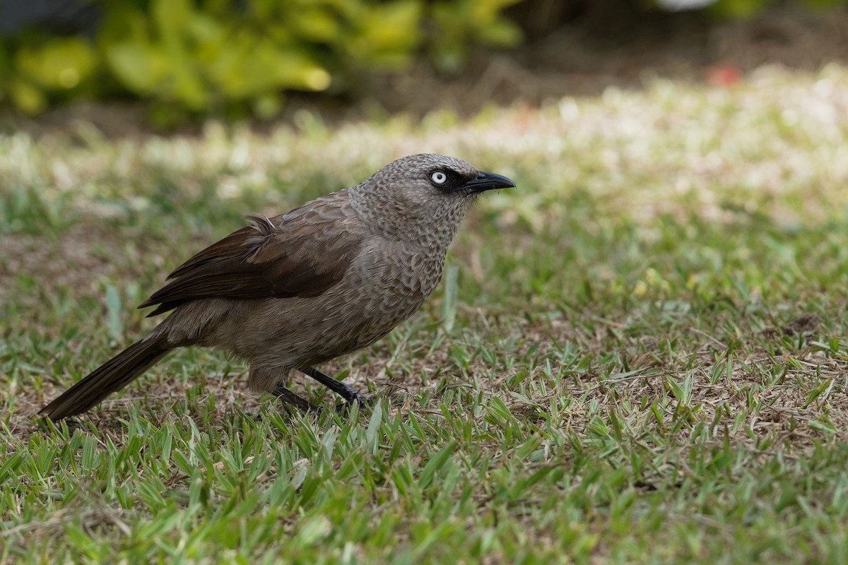 Black-lored Babbler (Sharpe's) - Vincent Wang