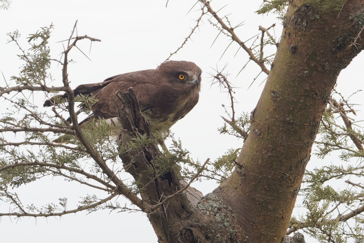 Beaudouin's Snake-Eagle - ML171218321