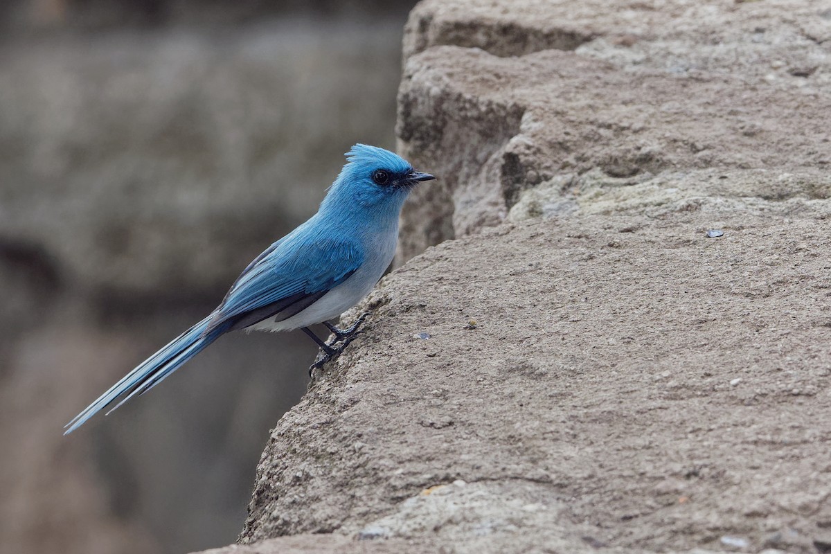 African Blue Flycatcher - ML171219101