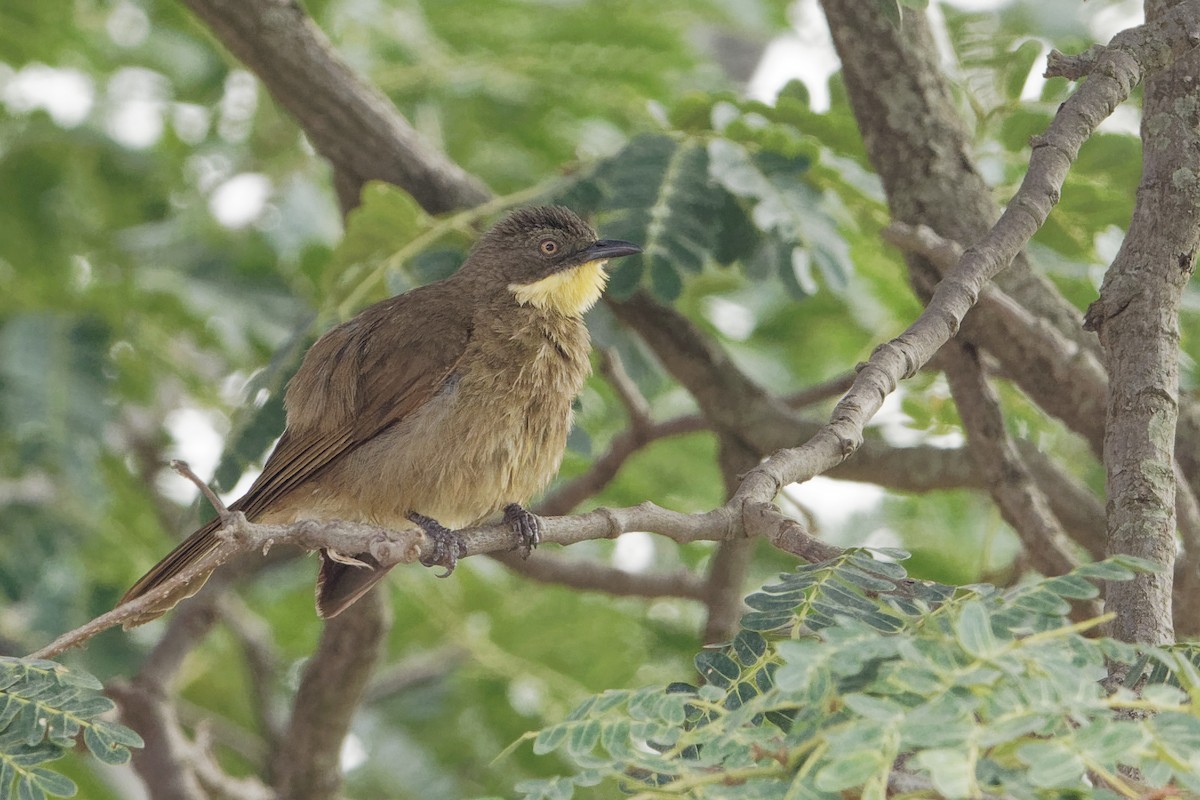 Pale-throated Greenbul (flavigula) - Vincent Wang