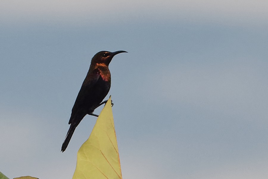 Copper Sunbird - ML171219831