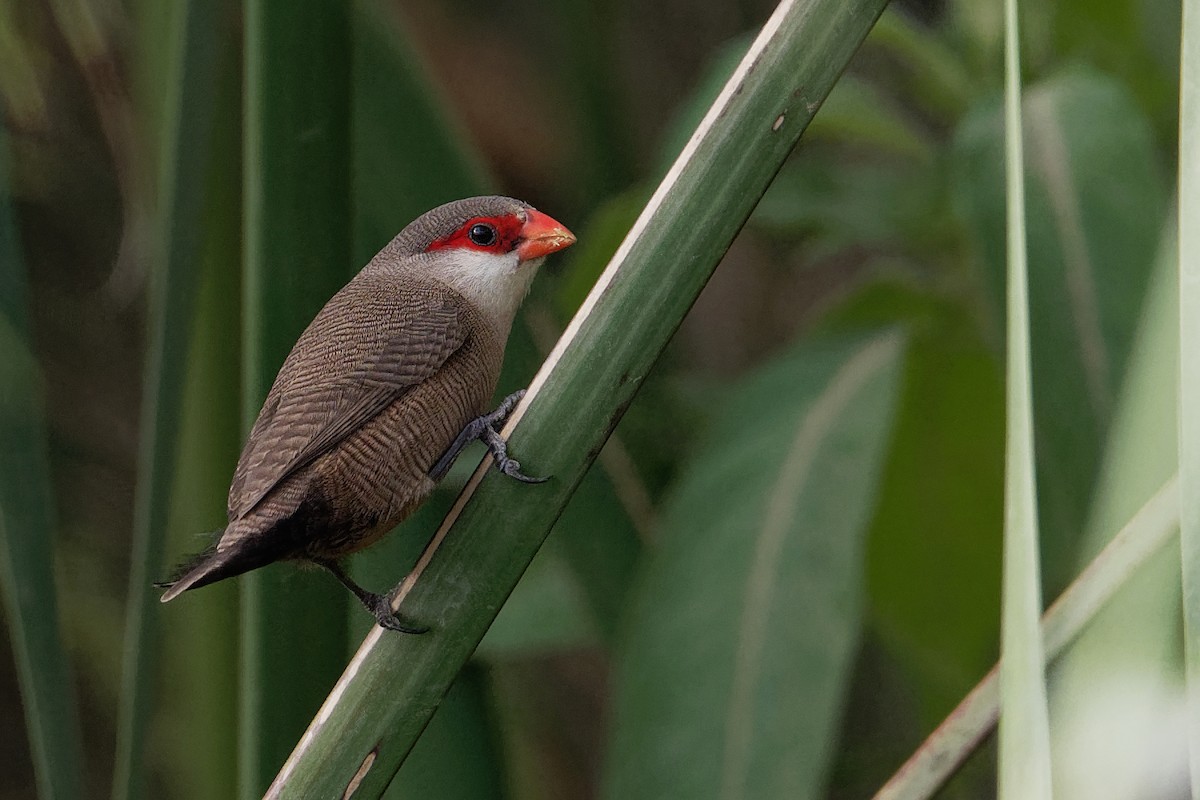 Common Waxbill - ML171220041