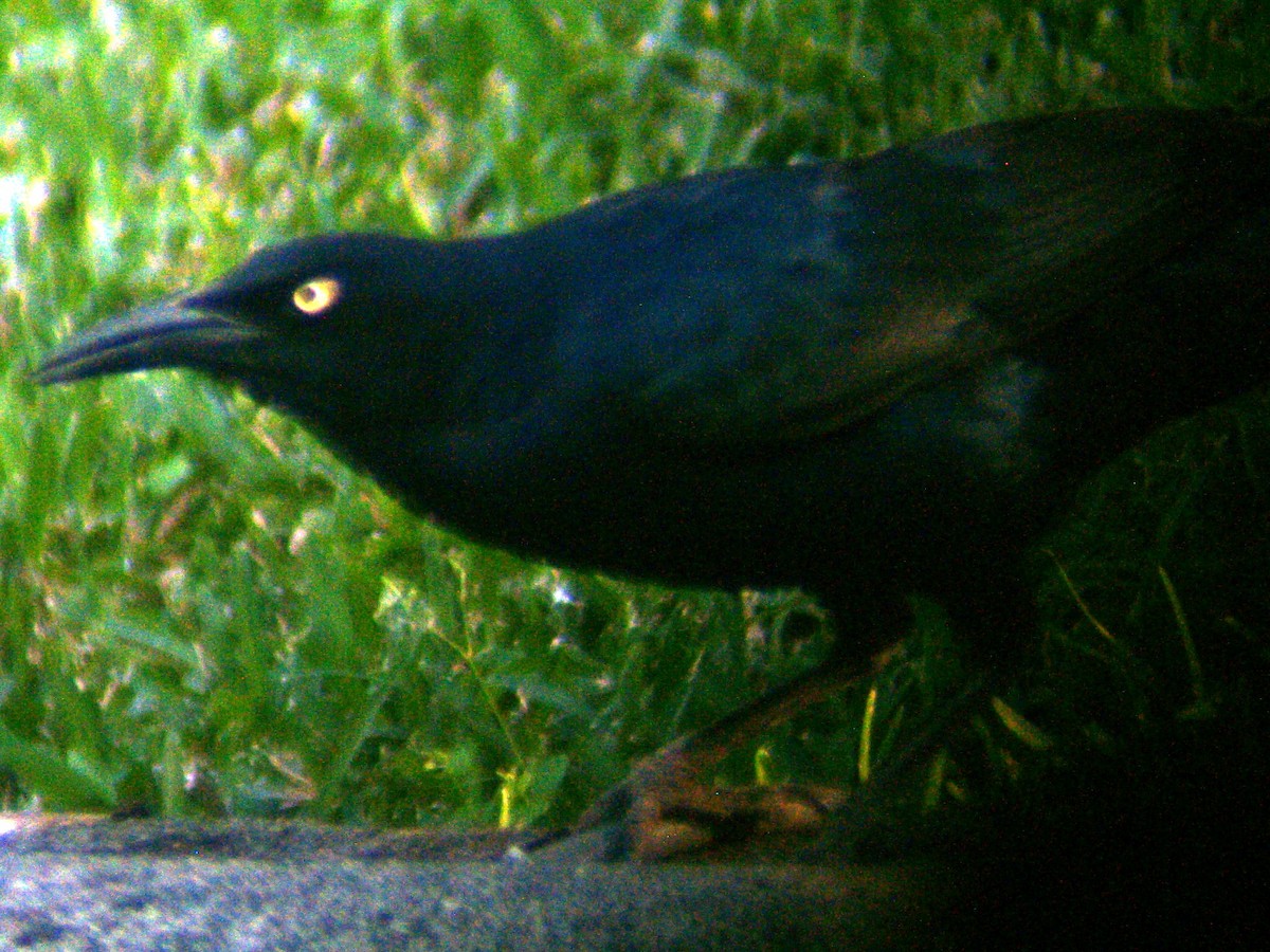 Great-tailed Grackle - Carlos Torrijos