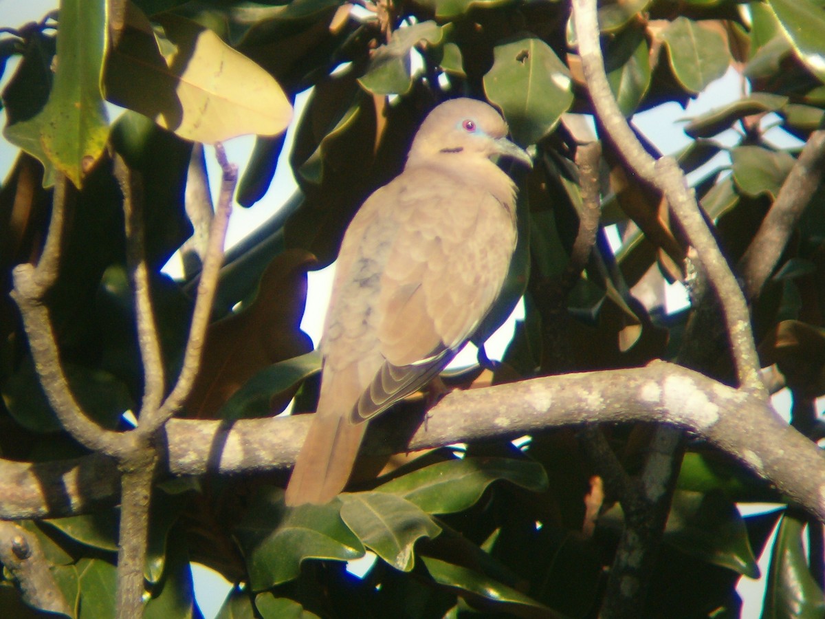 White-winged Dove - ML171220821