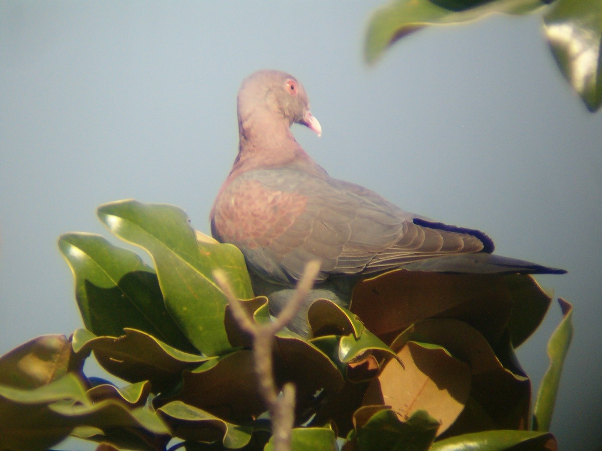 Pigeon à bec rouge - ML171220861