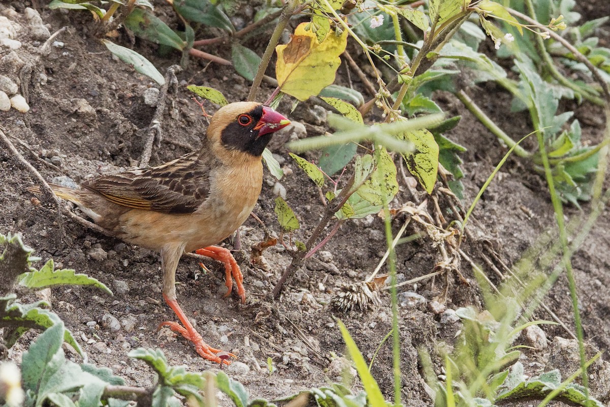 Travailleur à bec rouge - ML171221891