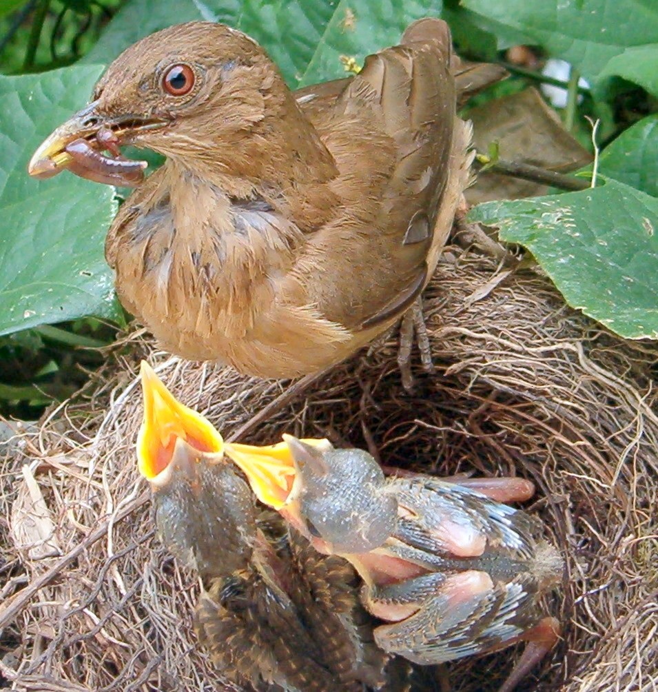 Clay-colored Thrush - ML171223781