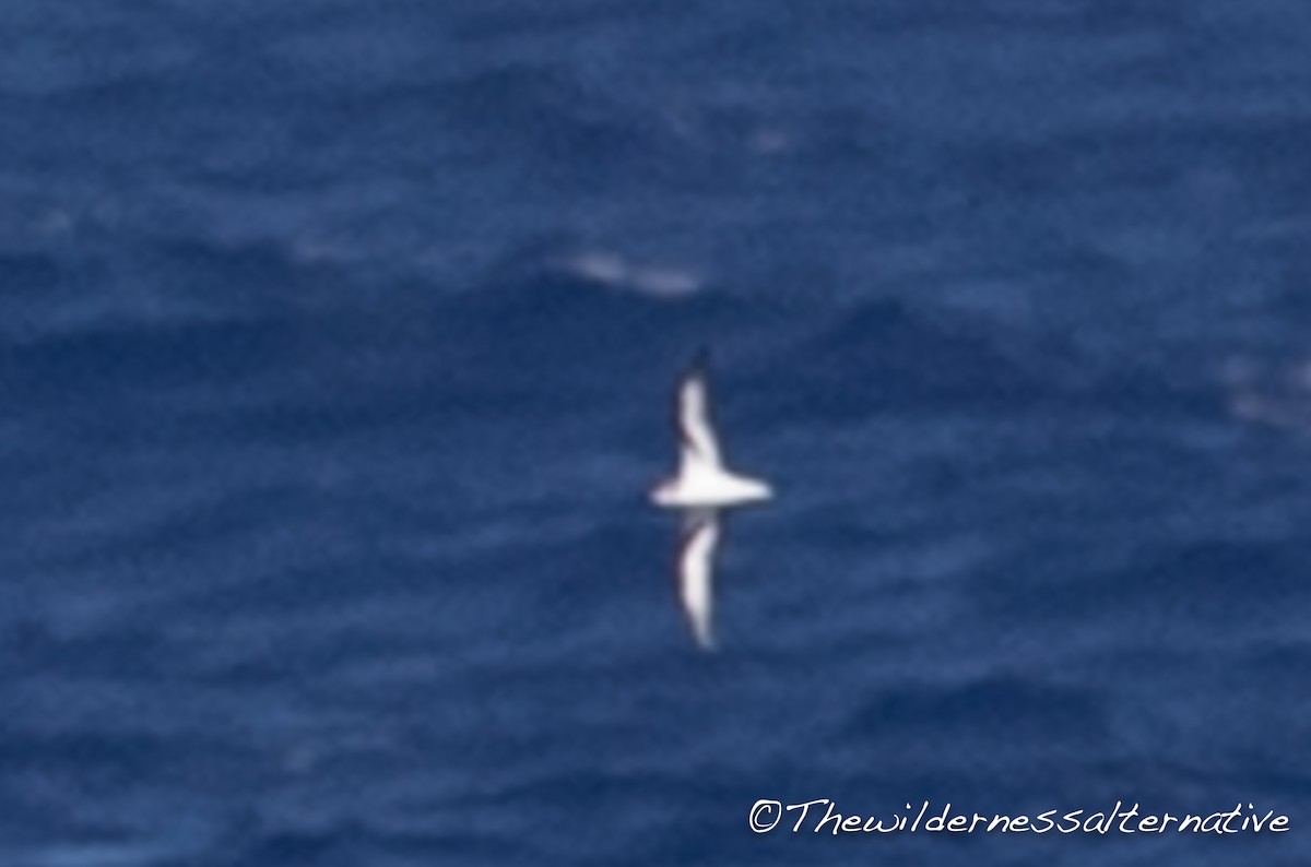 Black-winged Petrel - ML171224021