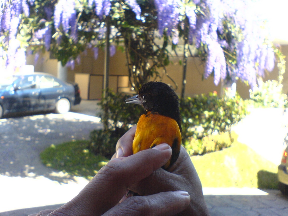 Baltimore Oriole - Carlos Torrijos