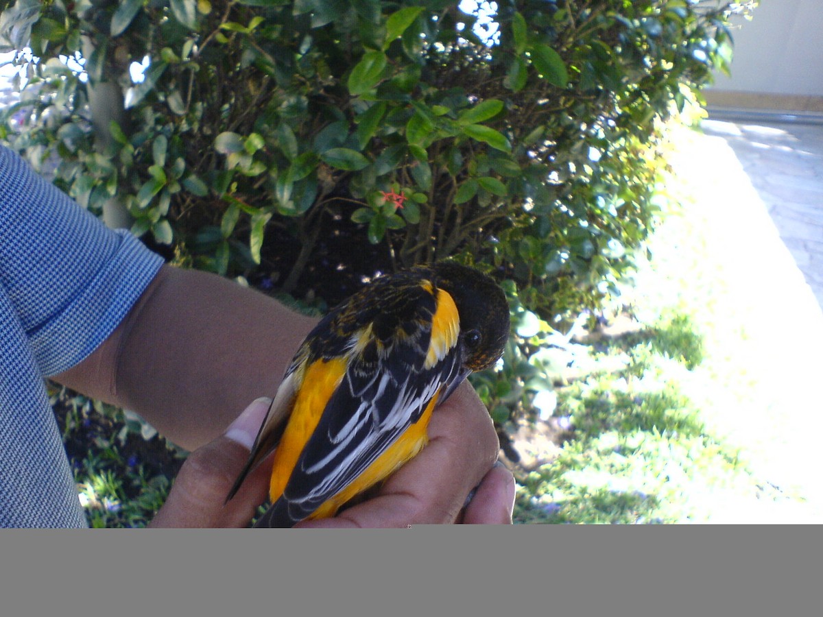 Oriole de Baltimore - ML171224151