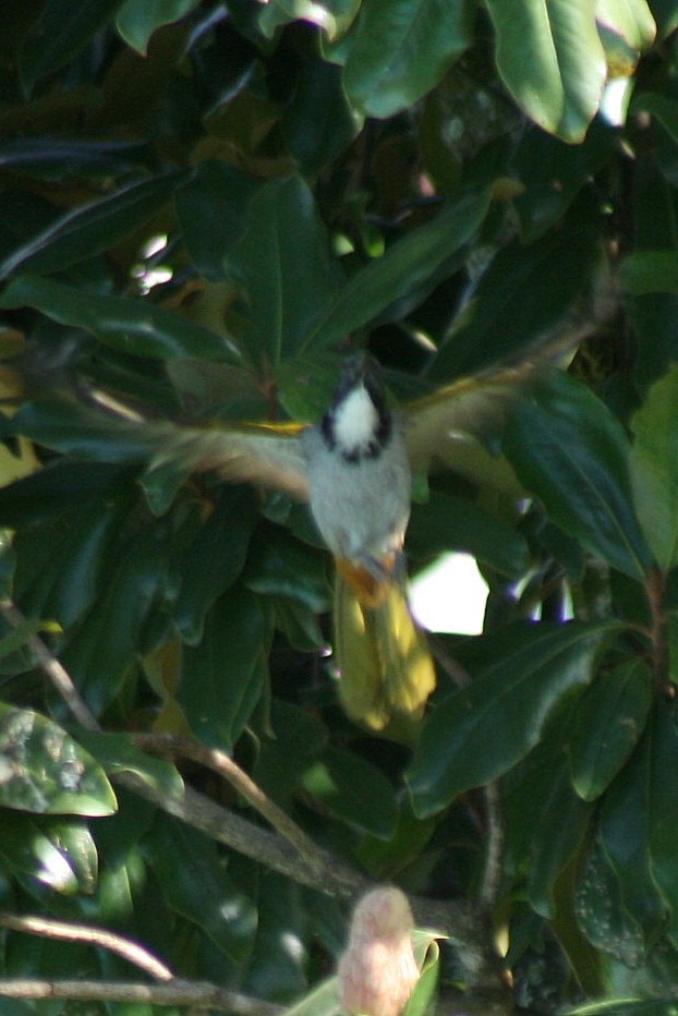 Black-headed Saltator - ML171224581