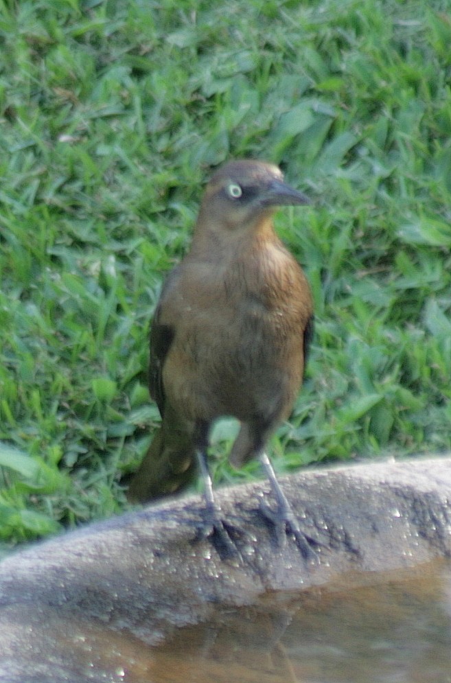 Great-tailed Grackle - Carlos Torrijos