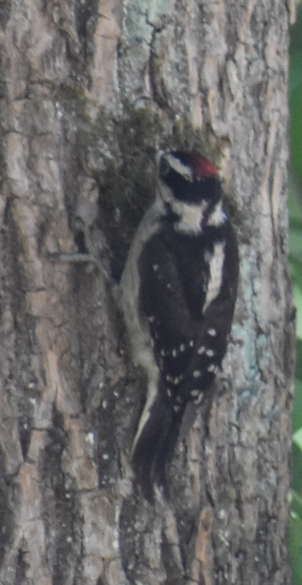 Downy Woodpecker - Jill Punches