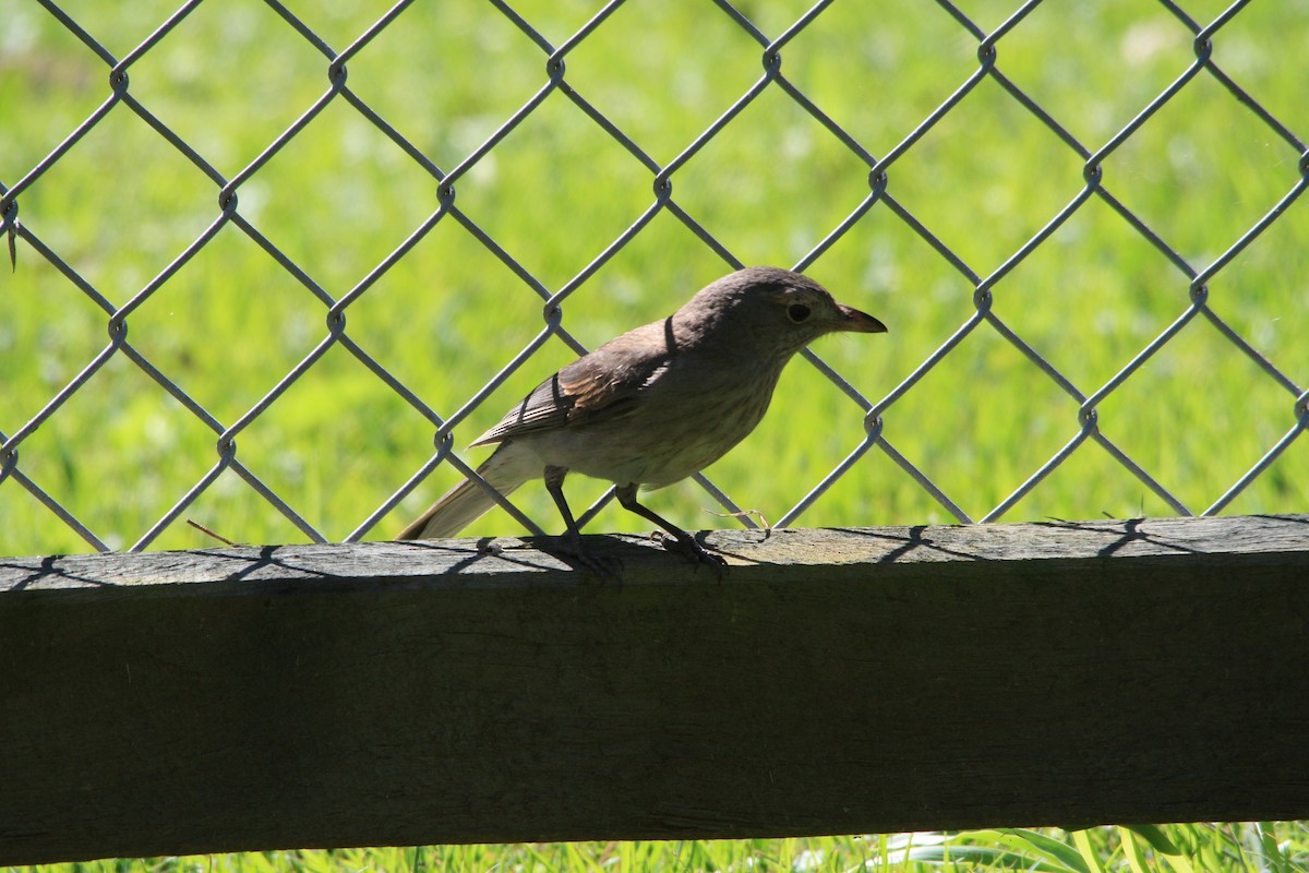 Gray Shrikethrush - ML171226121