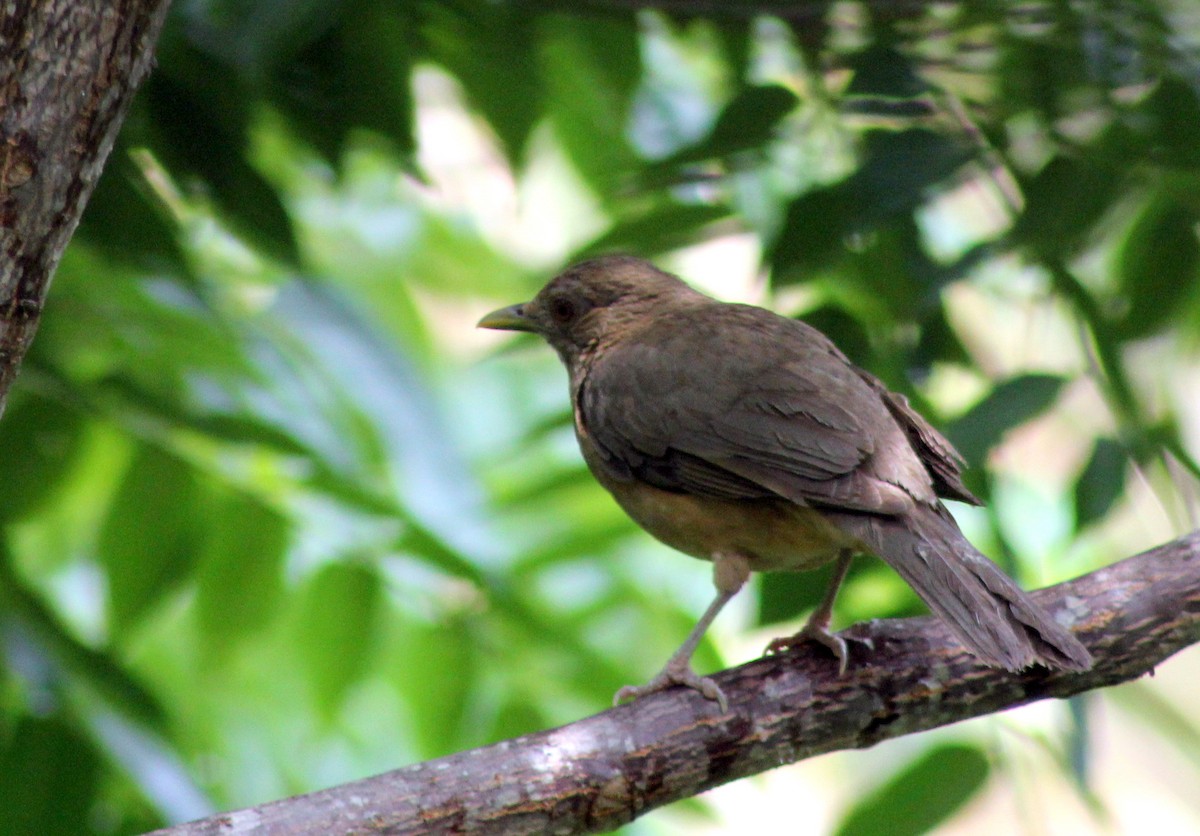 Clay-colored Thrush - ML171226411