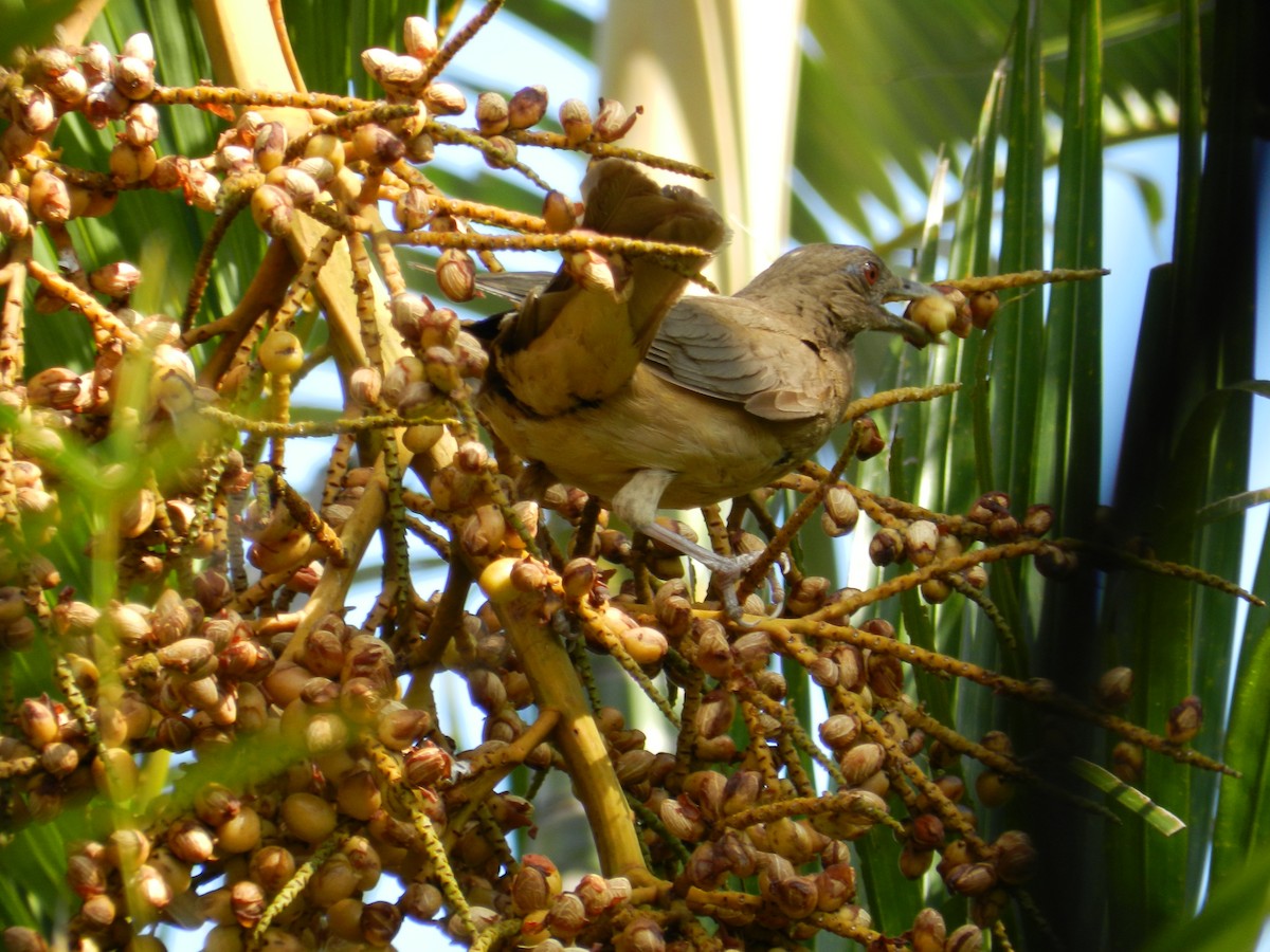 Clay-colored Thrush - Carlos Torrijos