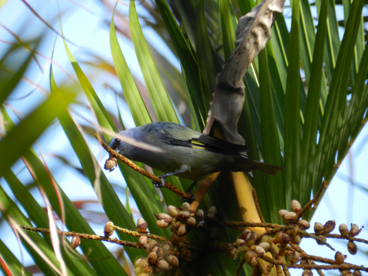 Yellow-winged Tanager - ML171228591