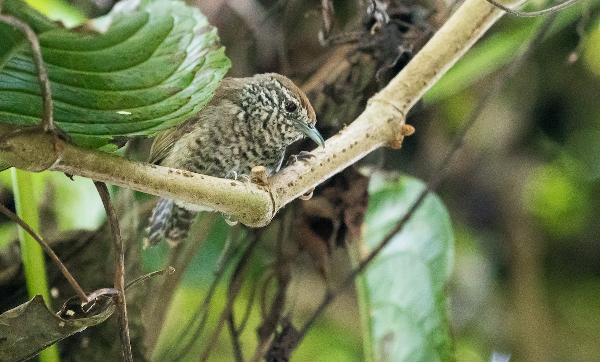 Speckle-breasted Wren - ML171228611