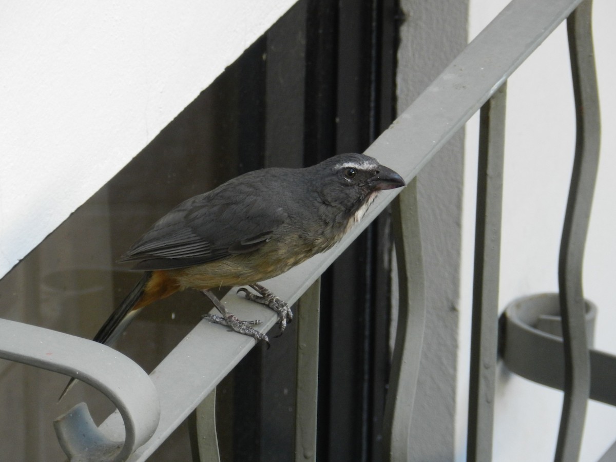 Cinnamon-bellied Saltator - ML171231511