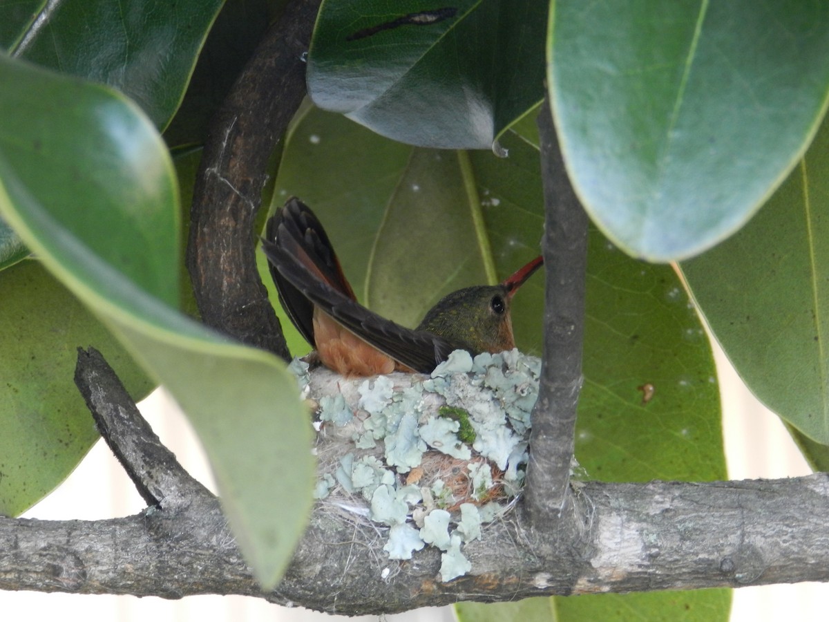 kolibřík ryšavý - ML171231531