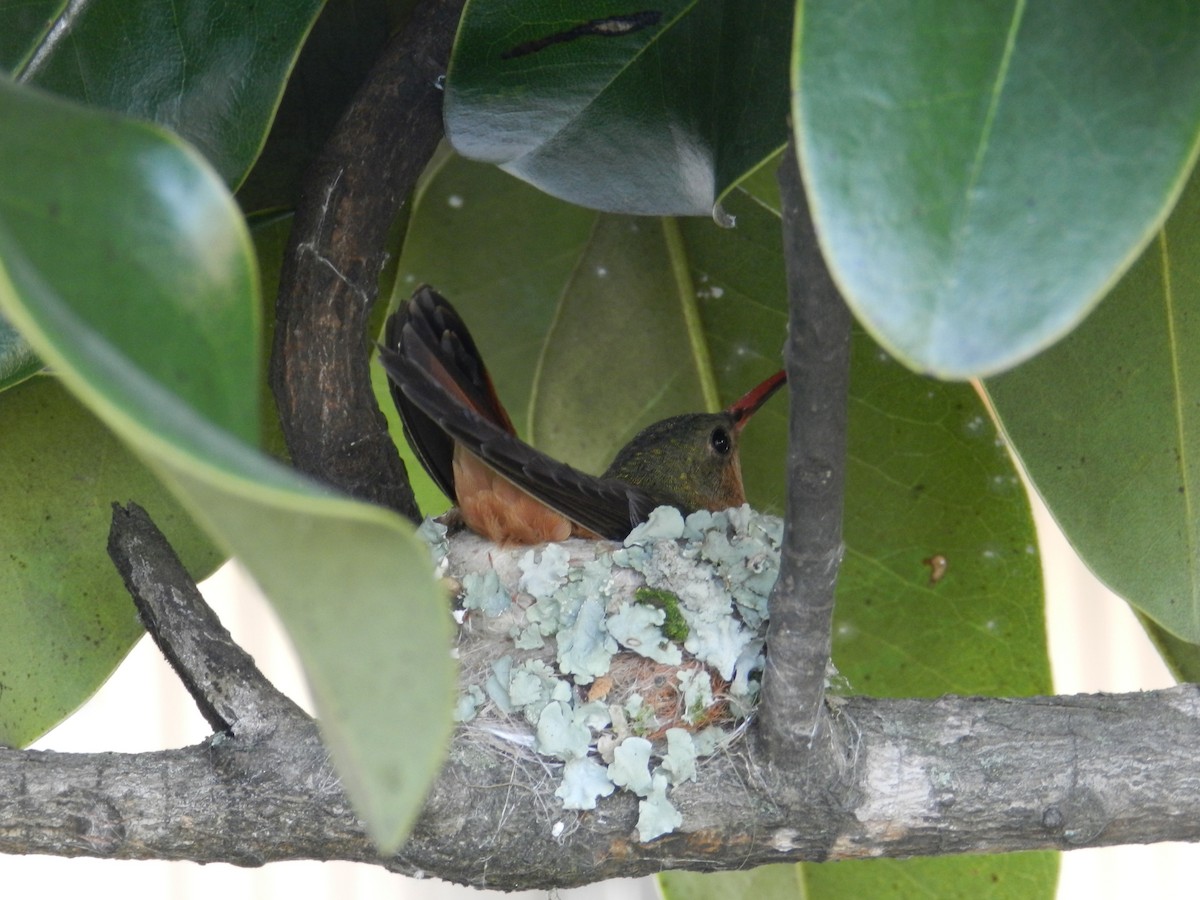 Cinnamon Hummingbird - Carlos Torrijos