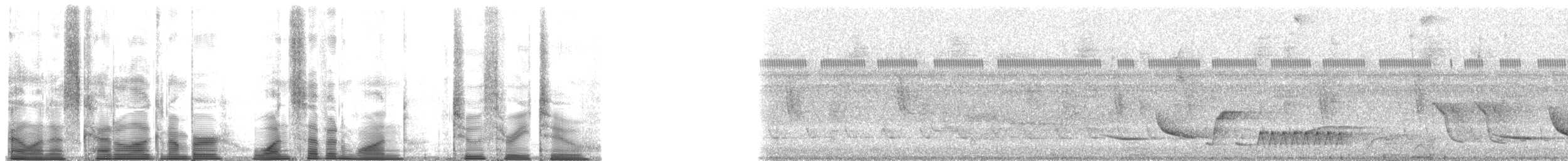 Pheugopedius sp. - ML171232