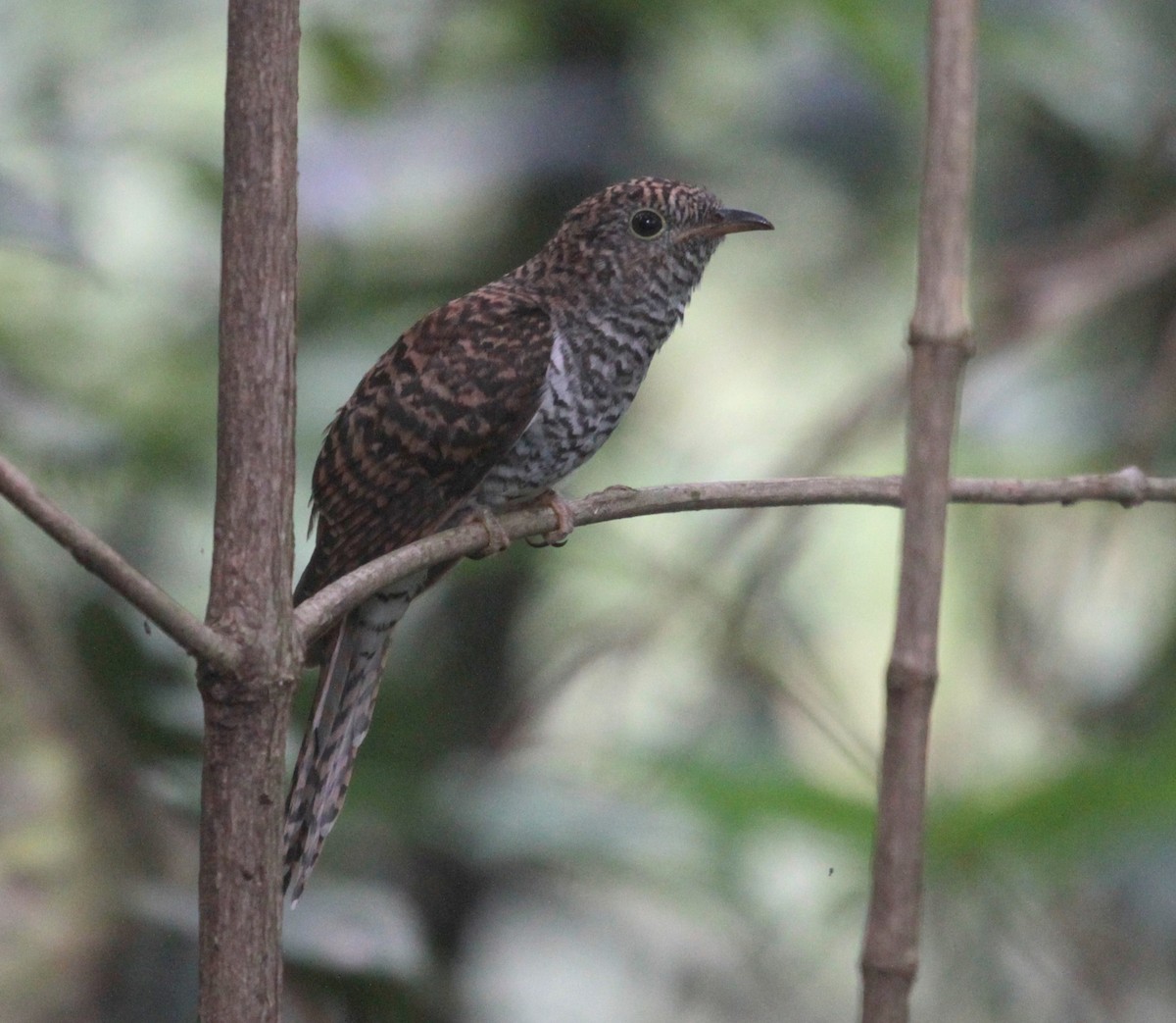 Brush Cuckoo (Sunda) - ML171233411