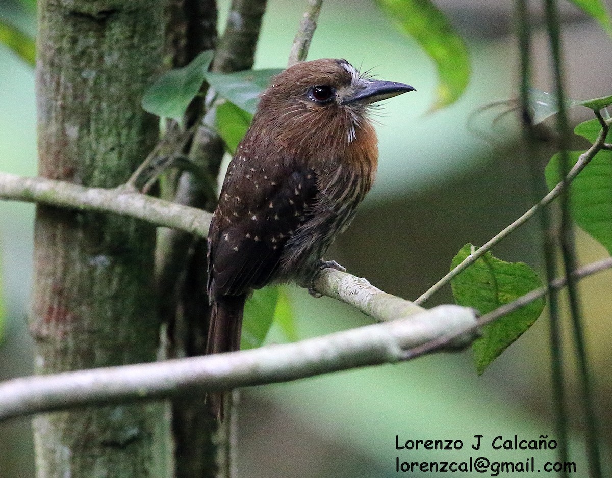 Moustached Puffbird - ML171234011