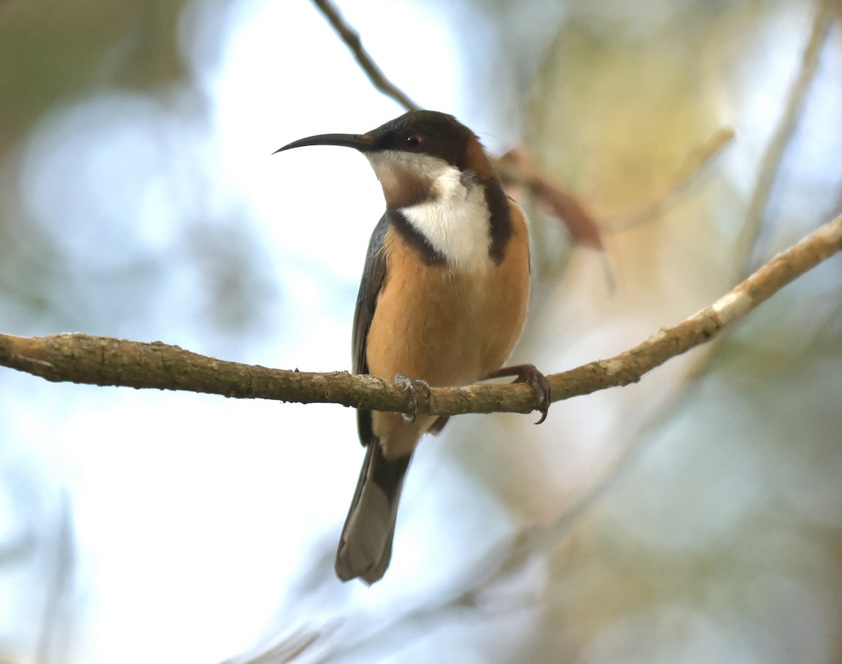 Eastern Spinebill - Chris Wills