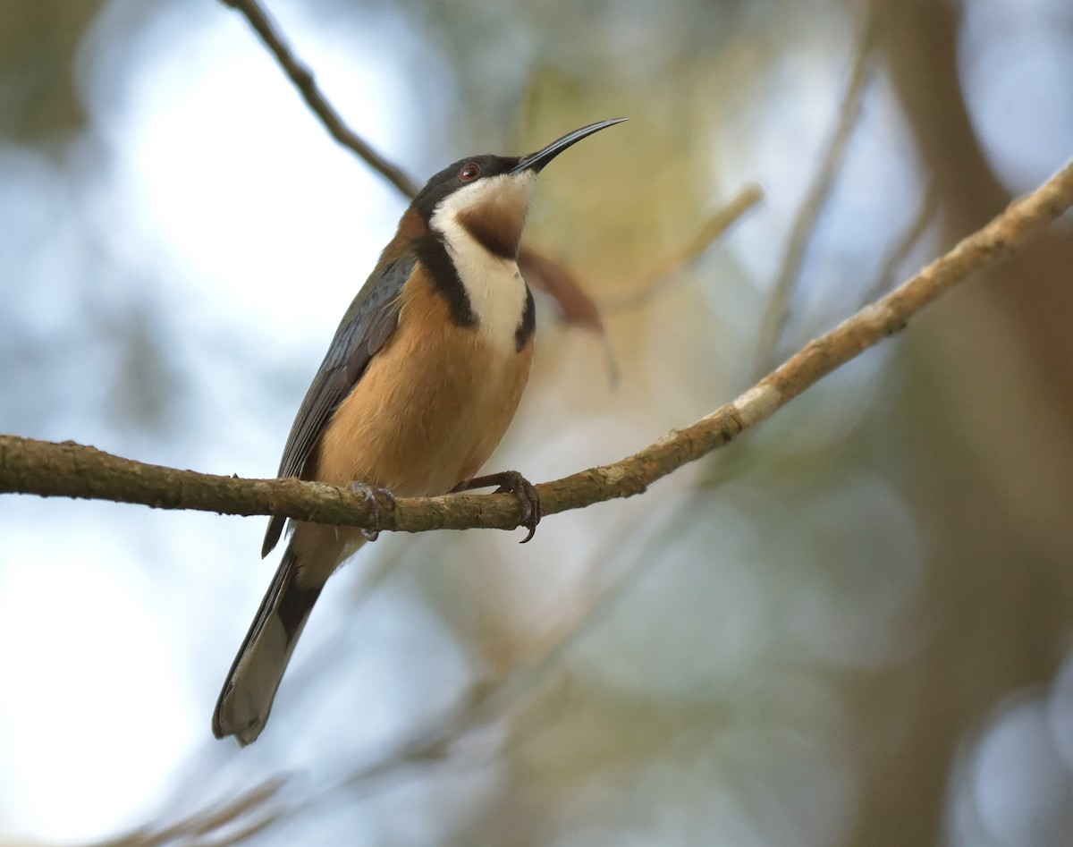 Eastern Spinebill - Chris Wills