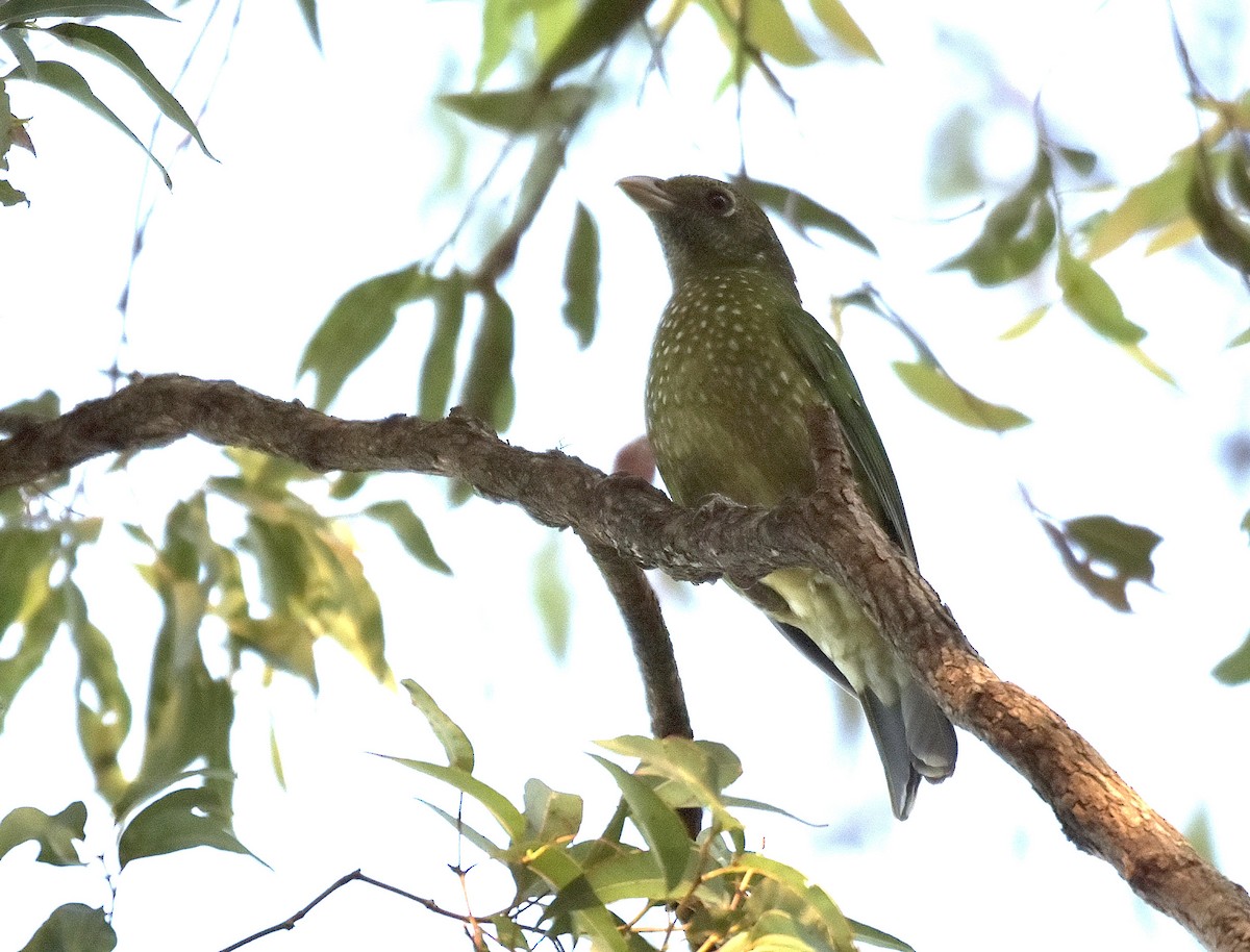 Green Catbird - ML171236331