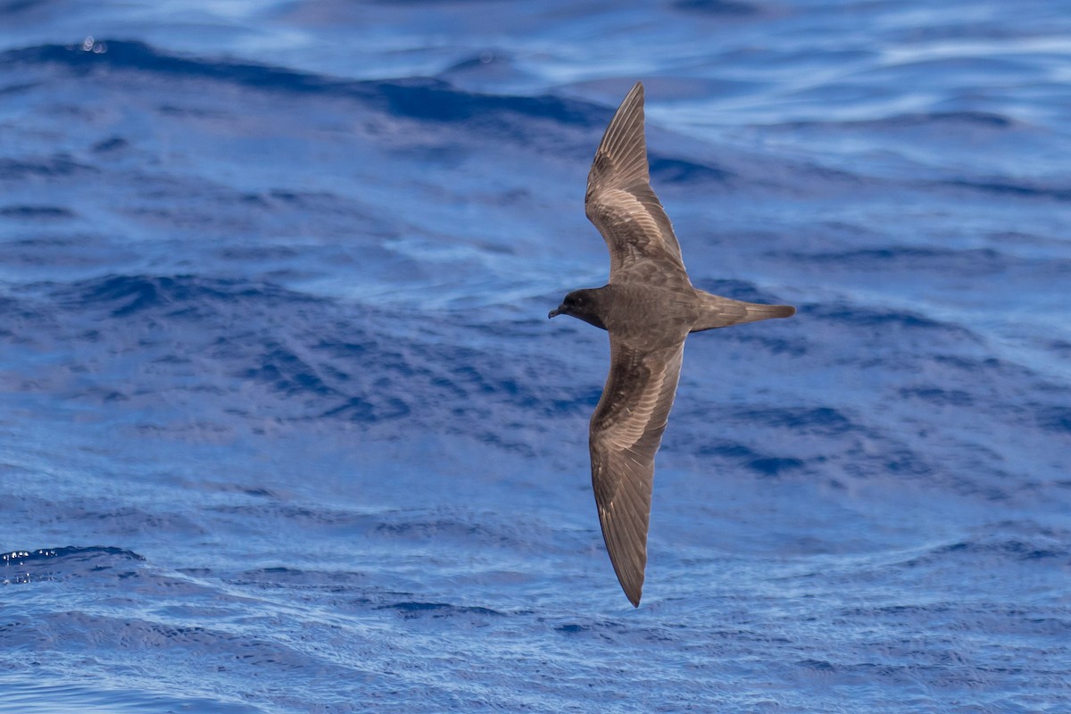 Bulwer's Petrel - Tom Bedford