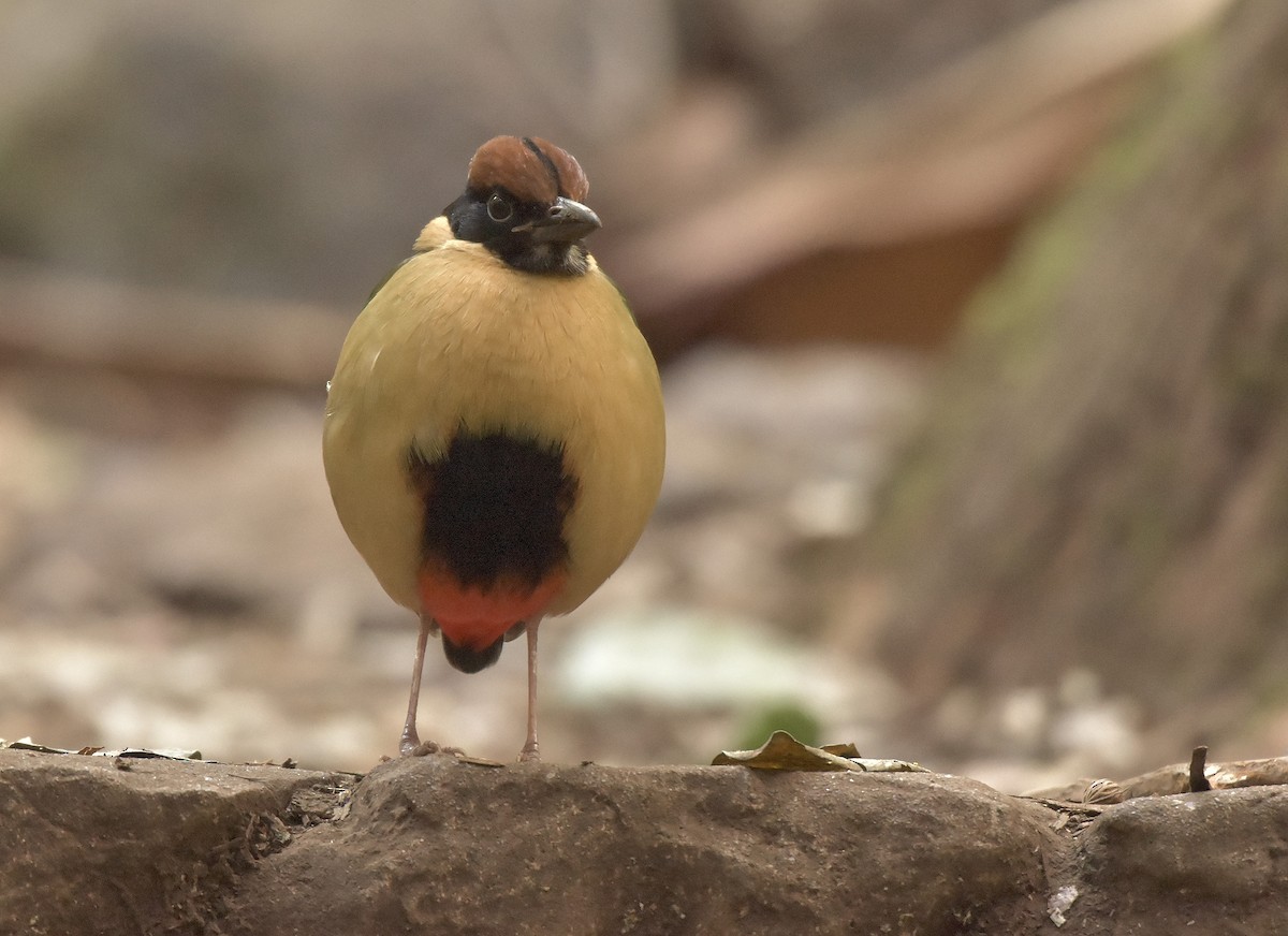 Noisy Pitta - Chris Wills