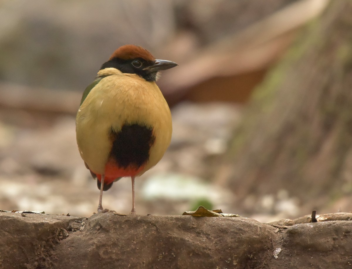 Noisy Pitta - ML171236551