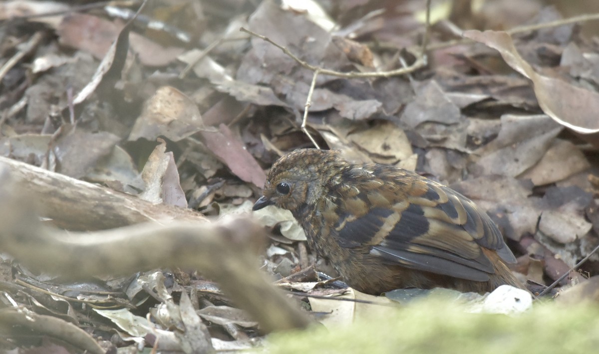 Australian Logrunner - Chris Wills