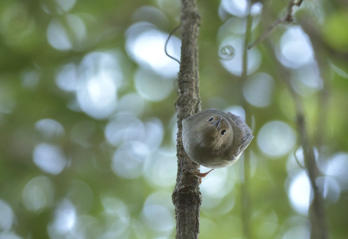 Large-billed Scrubwren - ML171237121