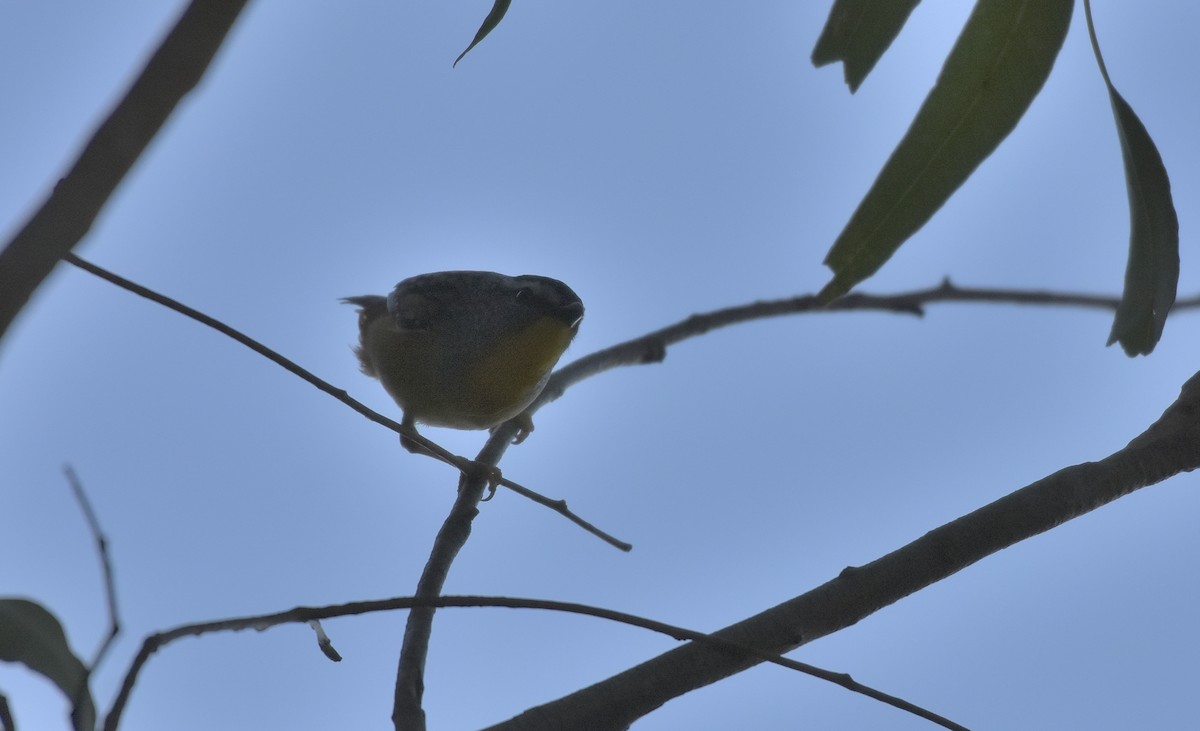 Spotted Pardalote - Chris Wills