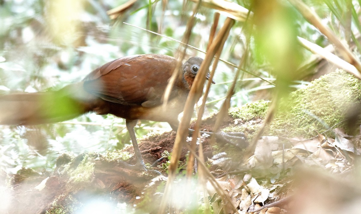 Albert's Lyrebird - ML171237431