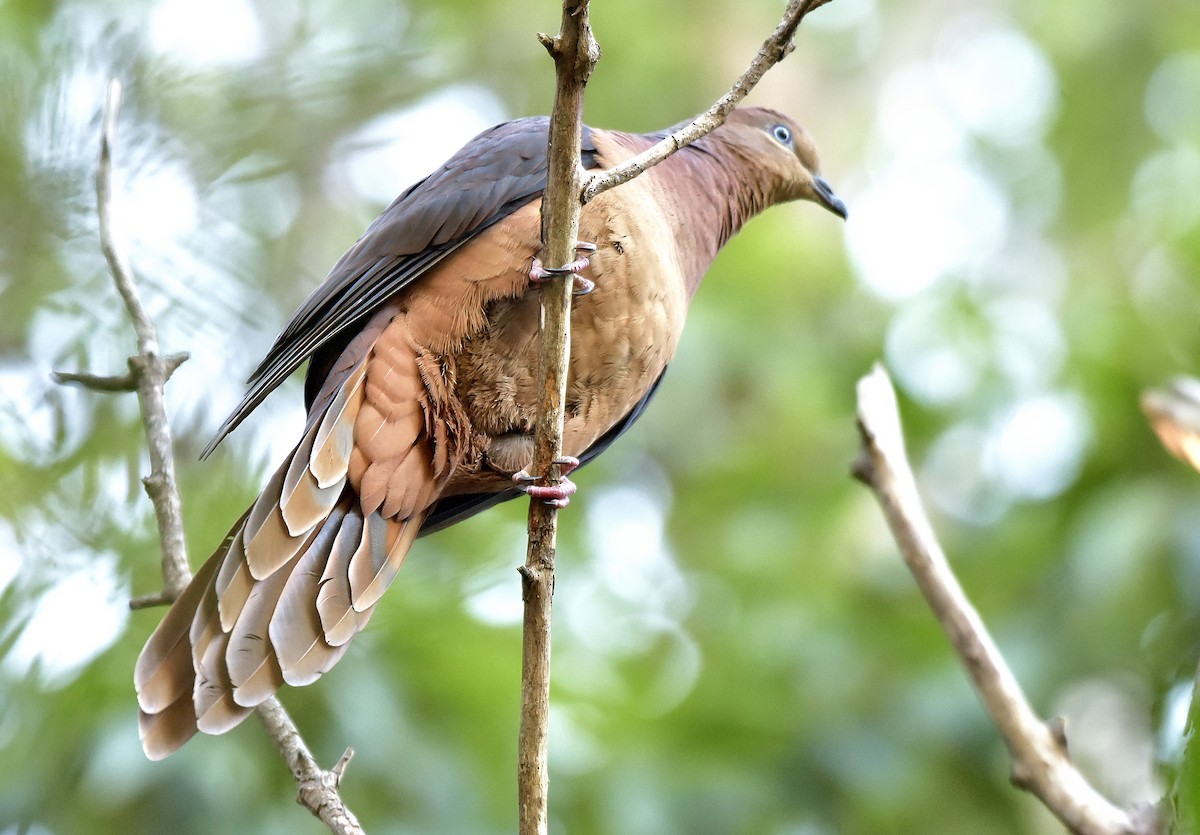 Brown Cuckoo-Dove - Chris Wills