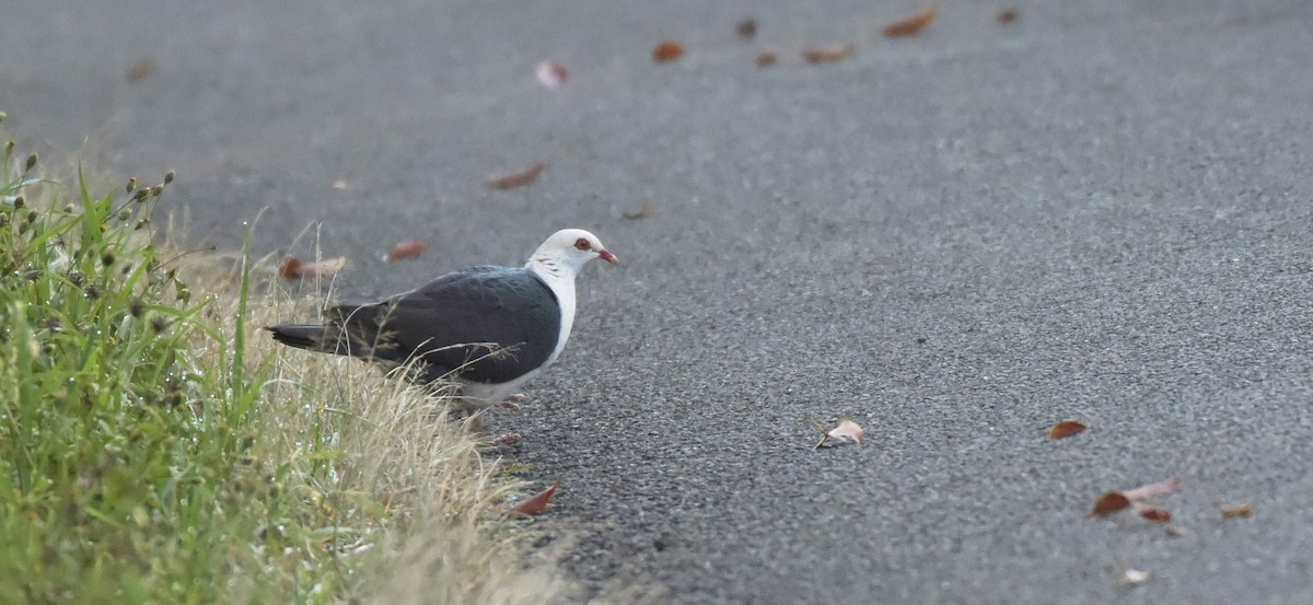 White-headed Pigeon - Chris Wills