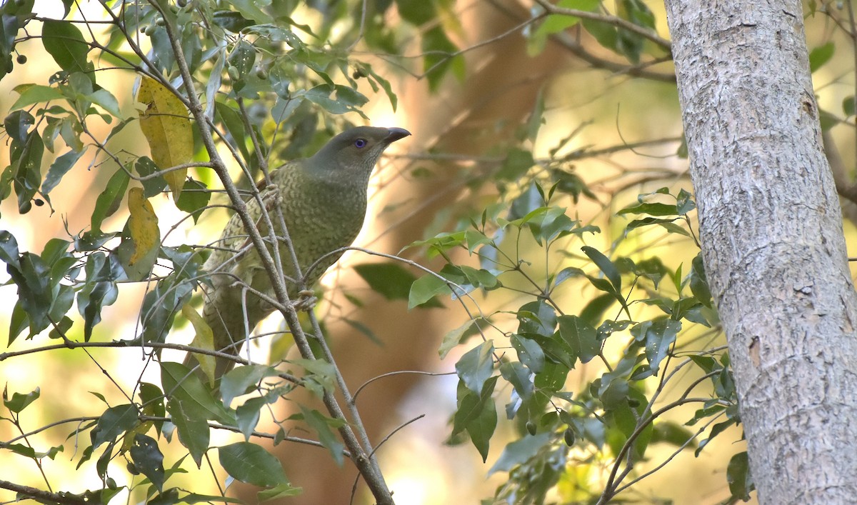 Satin Bowerbird - Chris Wills
