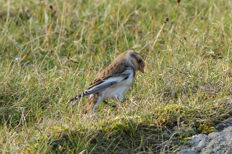 Snow Bunting - ML171239301