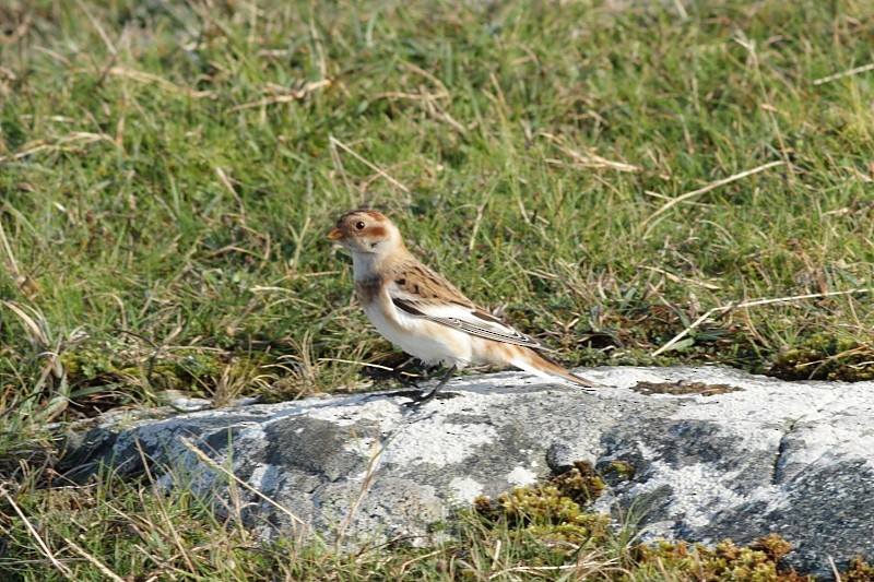 Schneeammer - ML171239311