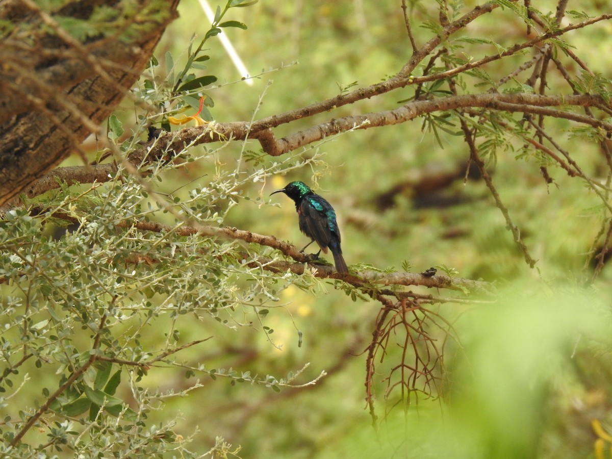 Marico Sunbird - Abdulhakim Abdi