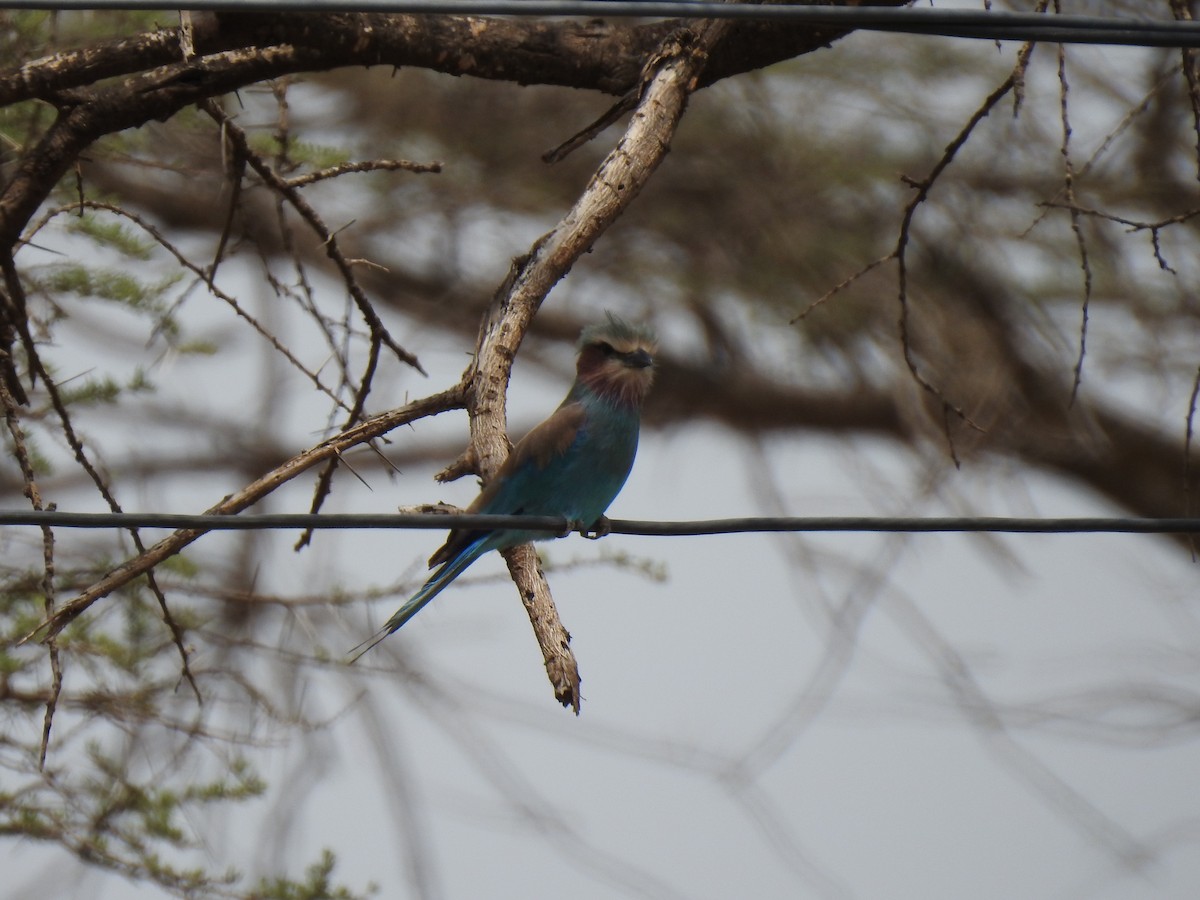 Lilac-breasted Roller - Abdulhakim Abdi